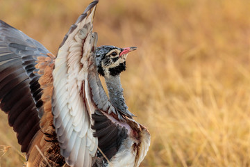 bustard in savannah