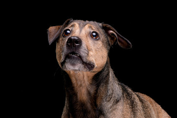 Fototapeta na wymiar Portrait of an adorable mixed breed dog