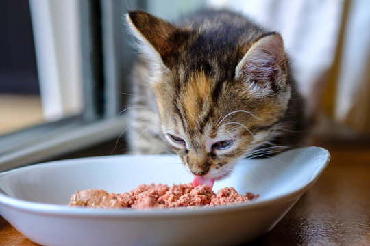 Petit chaton calico de trois mois en train de manger de la pâtée de chats.