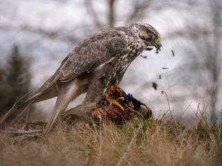 Saker falcon (Falco cherrug) sitting on hunted pheasant. Saker falcon hunting. Saker falcon portrait. Saker falcon and pheasant. 