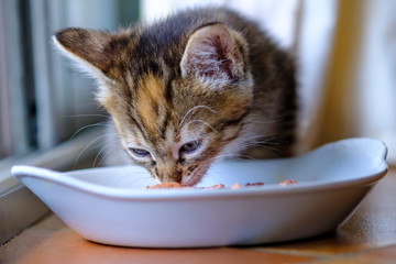 Adorable petit chaton calico assis prés de gamelle d'eau et de croquettes. - 246487927