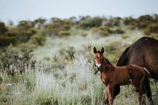 A pretty black foal stands in a paddock with its mother. foal st