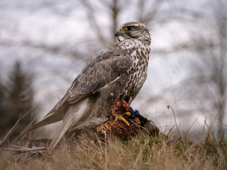Saker falcon (Falco cherrug) sitting on hunted pheasant. Saker falcon hunting. Saker falcon portrait. Saker falcon and pheasant. 