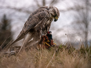 Saker falcon (Falco cherrug) sitting on hunted pheasant. Saker falcon hunting. Saker falcon portrait. Saker falcon and pheasant. 
