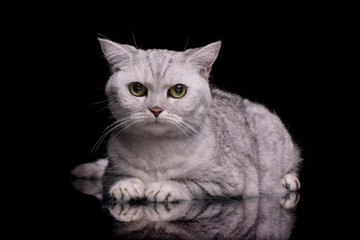 Obraz premium Studio shot of an adorable British shorthair cat