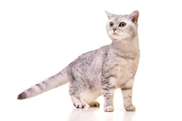 Studio shot of an adorable British shorthair cat