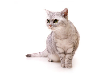 Studio shot of an adorable British shorthair cat