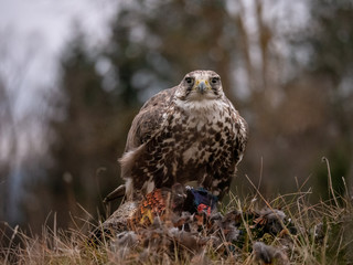 Saker falcon (Falco cherrug) sitting on hunted pheasant. Saker falcon hunting. Saker falcon portrait. Saker falcon and pheasant. 
