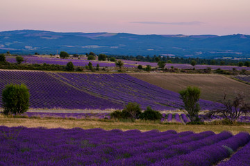 Fototapeta na wymiar Champ de lavande. en Provence, coucher de soleil. Ferrassières, France. 