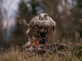 Saker falcon (Falco cherrug) sitting on hunted pheasant. Saker falcon hunting. Saker falcon portrait. Saker falcon and pheasant. 