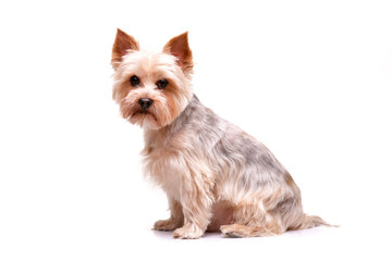 Studio shot of an adorable Yorkshire terrier