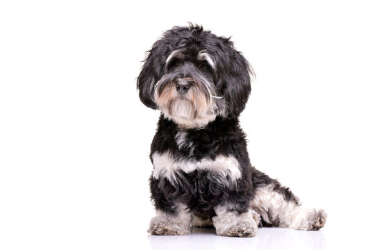 Bichon Havanese" Images – Browse 205 Stock Photos, Vectors, and Video |  Adobe Stock