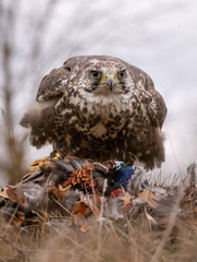 Saker falcon (Falco cherrug) sitting on hunted pheasant. Saker falcon hunting. Saker falcon portrait. Saker falcon and pheasant. 