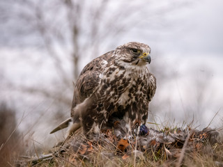 Saker falcon (Falco cherrug) sitting on hunted pheasant. Saker falcon hunting. Saker falcon portrait. Saker falcon and pheasant. 