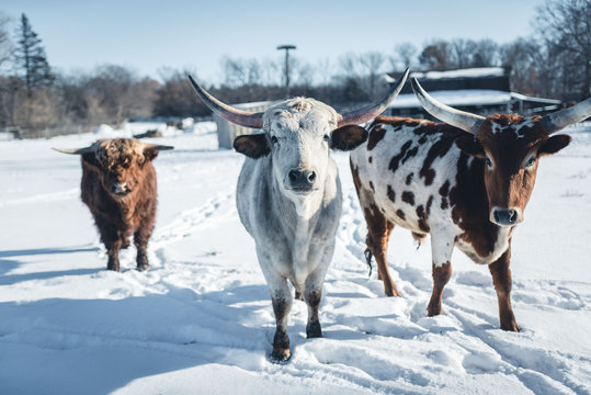 Texas Cows In Winter Wisconsin