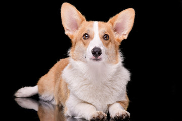 Studio shot of a young, adorable Corgie - isolated on black