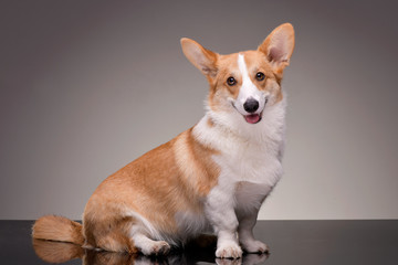 Studio shot of a young, adorable Corgie - isolated on grey