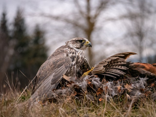 Saker falcon (Falco cherrug) sitting on hunted pheasant. Saker falcon hunting. Saker falcon portrait. Saker falcon and pheasant. 