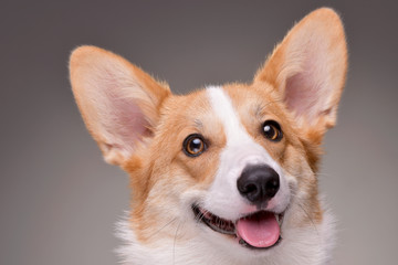 Portrait of a young, adorable Corgie - isolated on grey