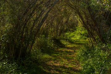 Forest Path