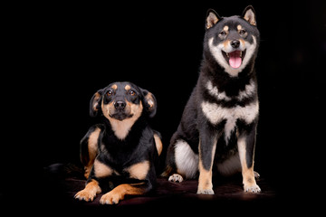 Studio shot of an adorable mixed breed dog and a Samoiedskaïa Sabaka