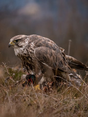 Saker falcon (Falco cherrug) sitting on hunted pheasant. Saker falcon hunting. Saker falcon portrait. Saker falcon and pheasant. 