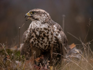 Saker falcon (Falco cherrug) sitting on hunted pheasant. Saker falcon hunting. Saker falcon portrait. Saker falcon and pheasant. 