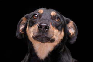 Portrait of an adorable mixed breed dog