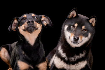 Studio shot of an adorable mixed breed dog and a Samoiedskaïa Sabaka