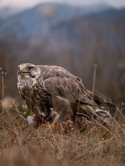 Saker falcon (Falco cherrug) sitting on hunted pheasant. Saker falcon hunting. Saker falcon portrait. Saker falcon and pheasant. 