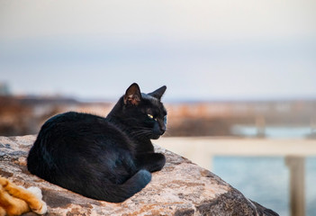 Black cat lying on stone, resting and sleeping.