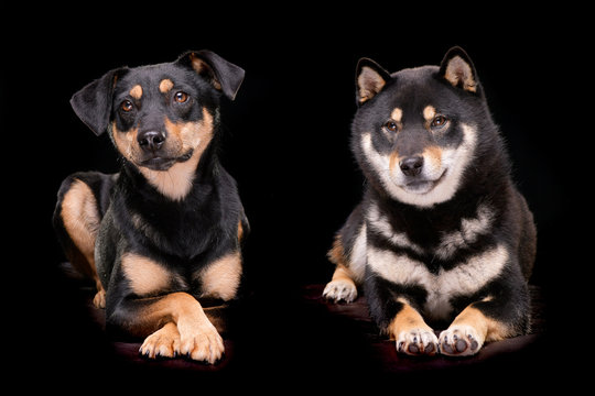 Studio shot of an adorable mixed breed dog and a Samoiedska&iuml;a Sabaka