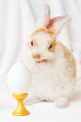 Easter bunny rabbit with white eggs on white background. Easter holiday concept.