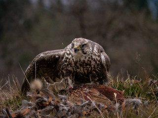 Saker falcon (Falco cherrug) sitting on hunted pheasant. Saker falcon hunting. Saker falcon portrait. Saker falcon and pheasant. 