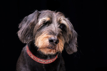 Portrait of an adorable half blind wired haired dachshund