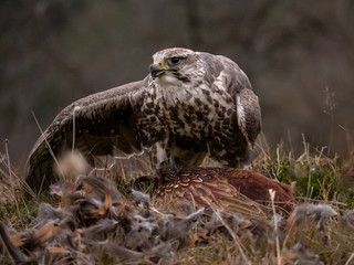 Saker falcon (Falco cherrug) sitting on hunted pheasant. Saker falcon hunting. Saker falcon portrait. Saker falcon and pheasant. 