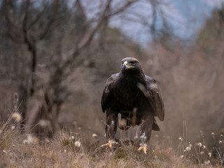 Golden eagle (Aquila chrysaetos) on the ground. Golden eagle portrait. Golden eagle sitting on ground.