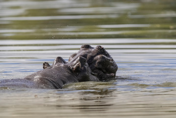 Fototapeta premium African Hippopotamus, South Africa, in forest environment