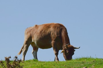 lagos de covadonga