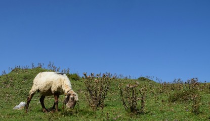 lagos de covadonga