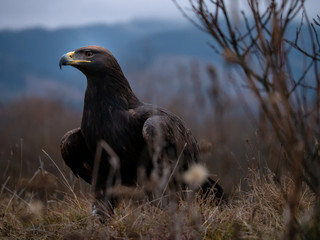 Golden eagle (Aquila chrysaetos) on the ground. Golden eagle portrait. Golden eagle sitting on ground.
