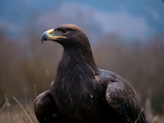 Golden eagle (Aquila chrysaetos) on the ground. Golden eagle portrait. Golden eagle sitting on ground.