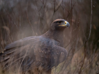 Golden eagle (Aquila chrysaetos) on the ground. Golden eagle portrait. Golden eagle sitting on ground.