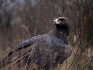 Golden eagle (Aquila chrysaetos) on the ground. Golden eagle portrait. Golden eagle sitting on ground.