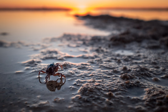 Crabs on a Beach