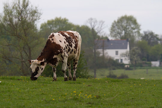 Normand cow