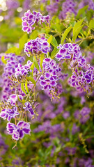 Naklejka premium Flowers everywhere