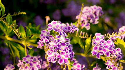 Fototapeta premium Flowers everywhere