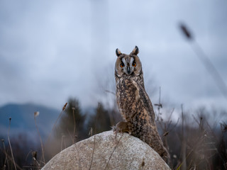 Long-eared owl (Asio otus) sitting on the rock and holding a hunted mouse. Beautiful owl with orange eyes on the rock. Owl with mouse.
