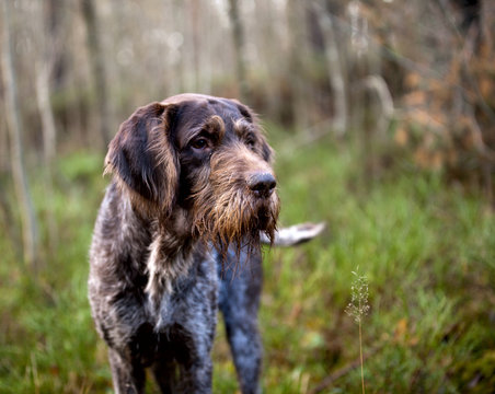 Dog breed Drathaar German Wirehaired pointer portrait  on nature